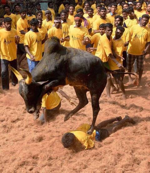 Jallikattu Here is Everything You Need to Know About the Bull Taming Sport played in tamil nadu