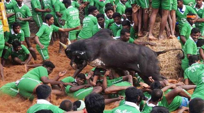 Jallikattu Here is Everything You Need to Know About the Bull Taming Sport played in tamil nadu