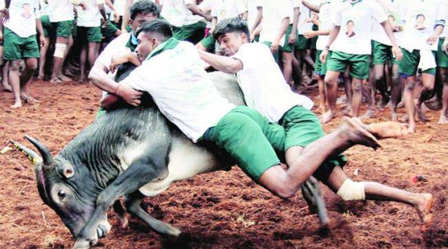 Jallikattu Here is Everything You Need to Know About the Bull Taming Sport played in tamil nadu