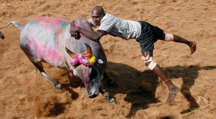 Jallikattu Here is Everything You Need to Know About the Bull Taming Sport played in tamil nadu