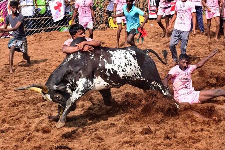 Jallikattu Here is Everything You Need to Know About the Bull Taming Sport played in tamil nadu