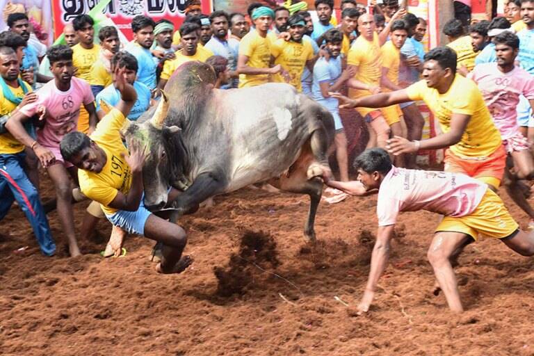 Jallikattu Here is Everything You Need to Know About the Bull Taming Sport played in tamil nadu