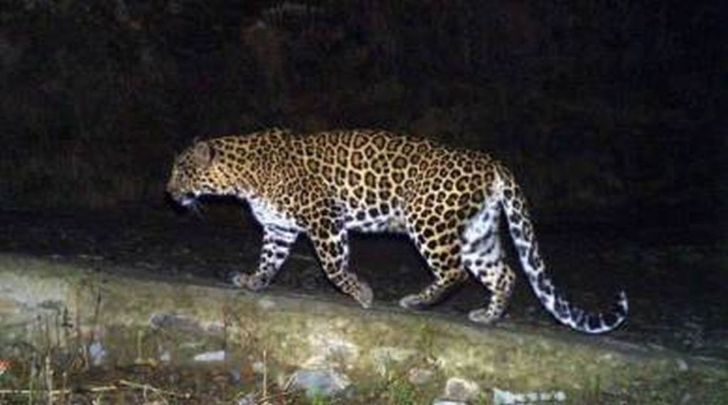 Leopard, Ulhasnagar, Ambarnath, Kalyan