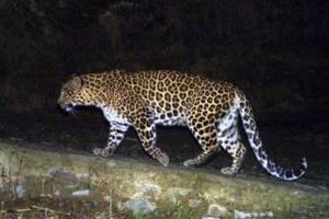 Leopard, Ulhasnagar, Ambarnath, Kalyan
