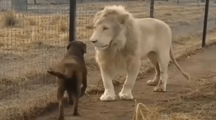 Lion_And_Dog