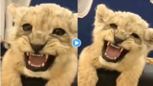 Lion-Viral-Video