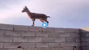 Goat-Video-Viral
