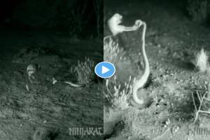 Snake-Attacks-On-Rat