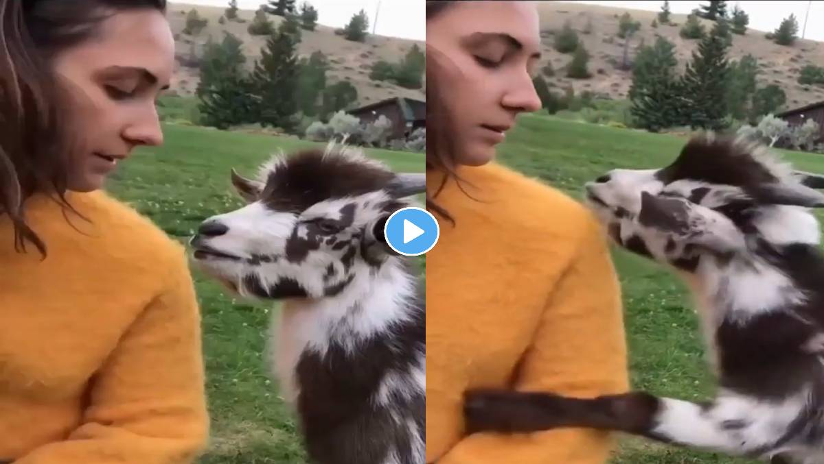 Ladki-Aur-Bakri-Ka-Video