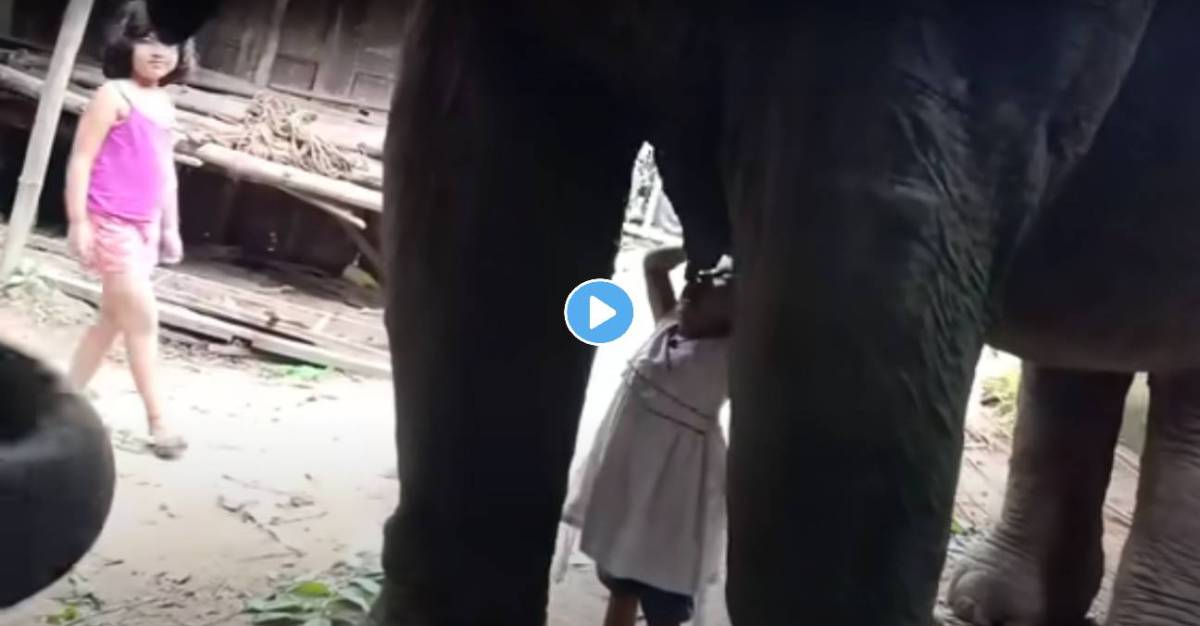 Elephant-Milk