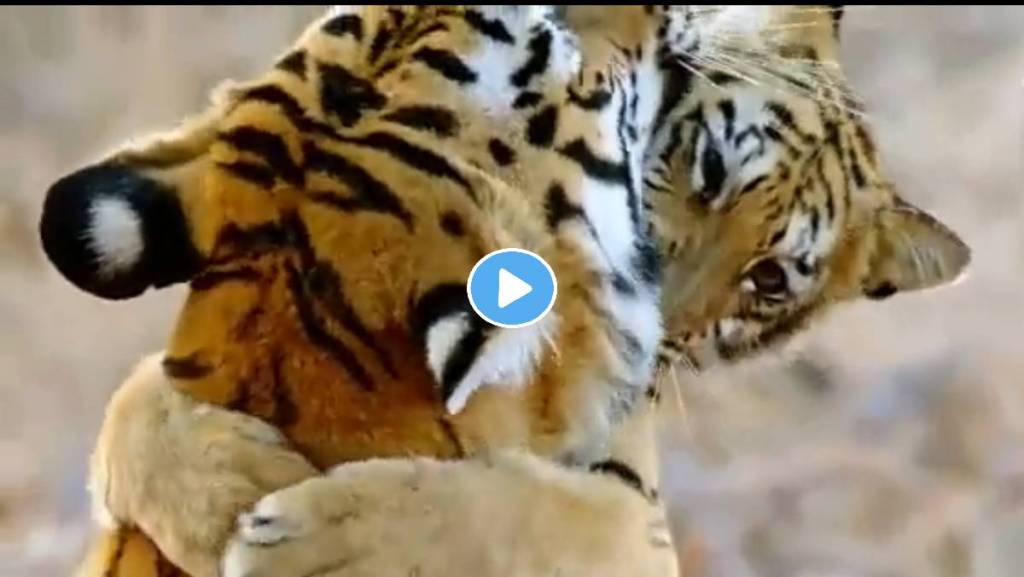 Tiger-Cubs -Video-Viral