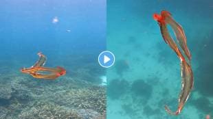 Blanket-Octopus