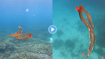 Blanket-Octopus