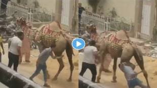 Camel-Viral-Video