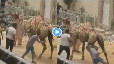 Camel-Viral-Video