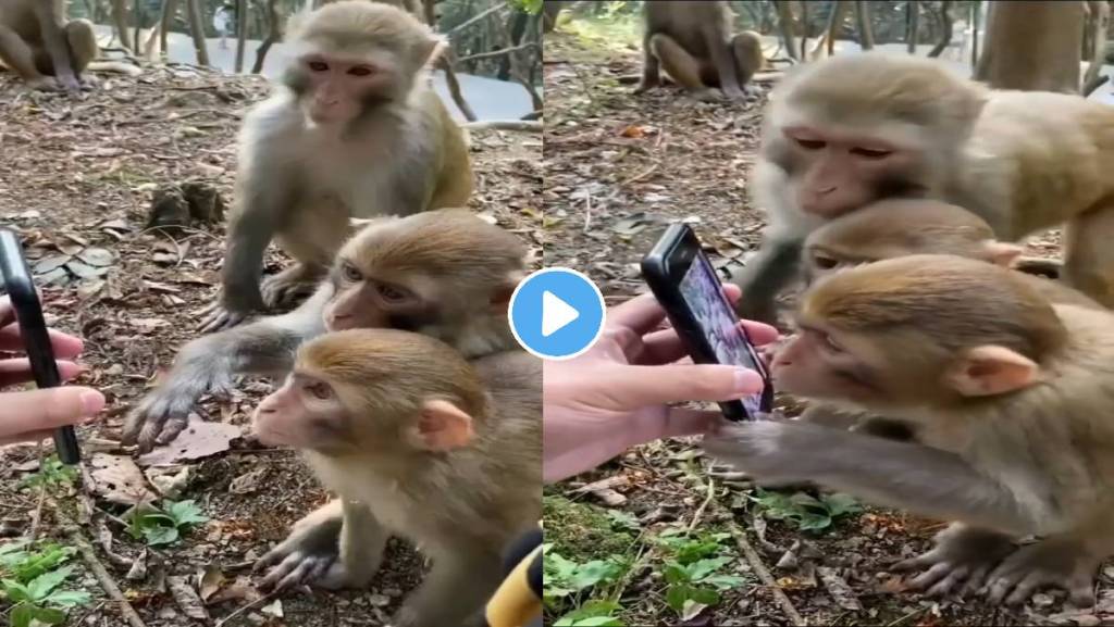 Monkey-Viral-Video
