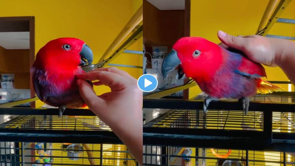 Parrot-Video-Viral