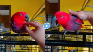 Parrot-Video-Viral