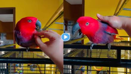Parrot-Video-Viral