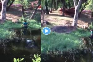VIRAL VIDEO : बाबो! एक नव्हे दोन सिंहांसमोर छातीठोकपणे उभा राहिला हा माणूस, लोक ओरडत राहिले पण…