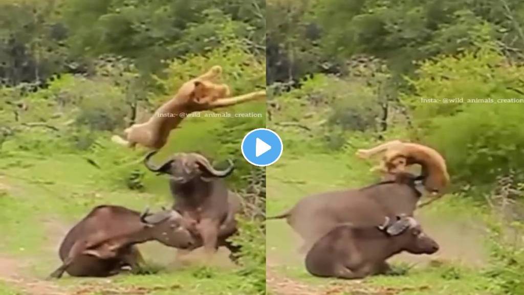 Buffalo-Lioness-Fight