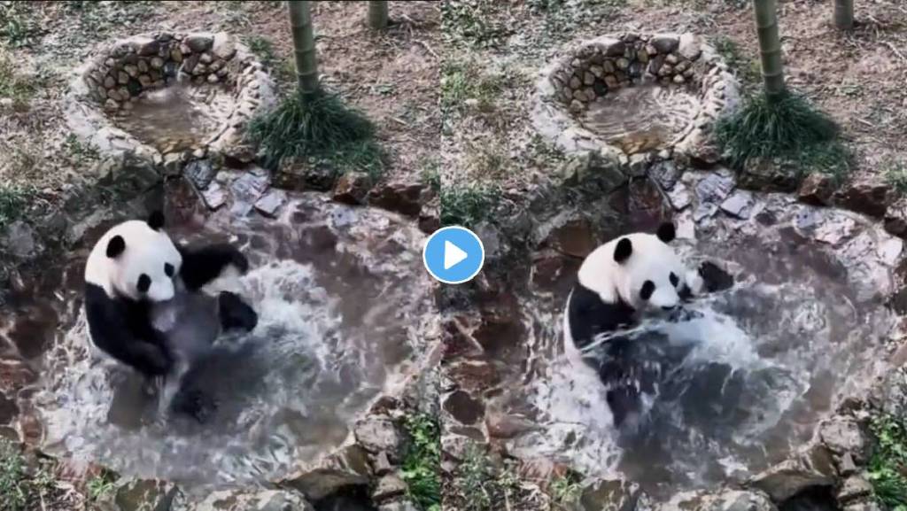 Panda-Bath-Video