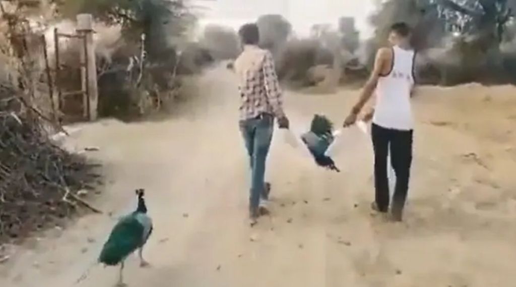 Peacock, मोर, मोराचा व्हिडीओ व्हायरल,