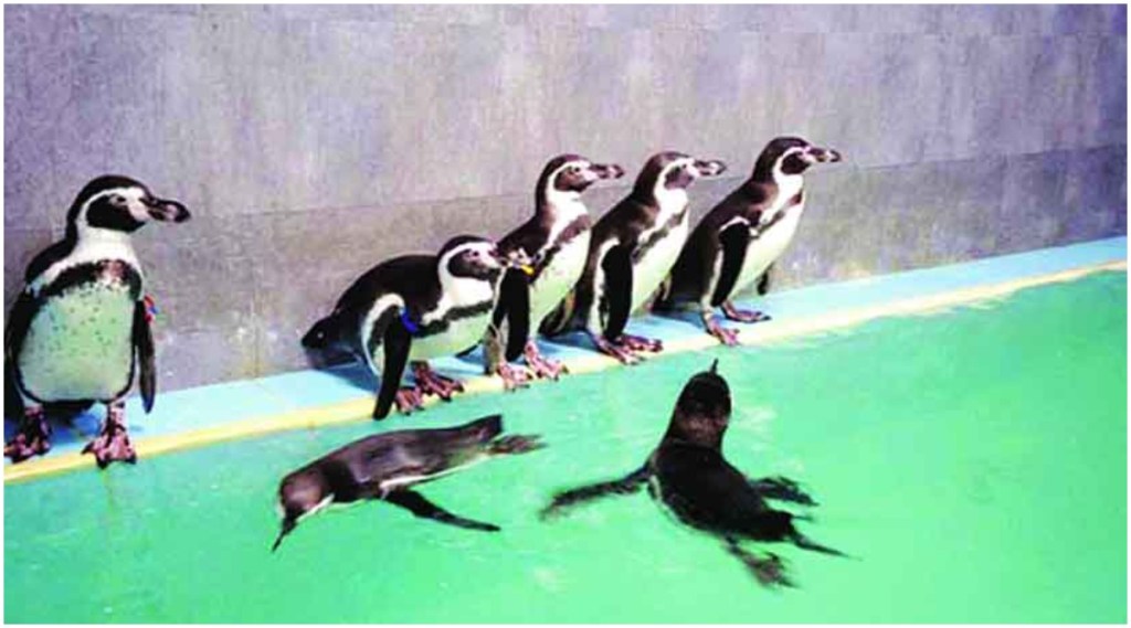 राणीच्या बागेतल्या पेंग्विन्सचं झालं बारसं; आता ‘या’ नावांनी ओळखले जाणार नवे पाहुणे