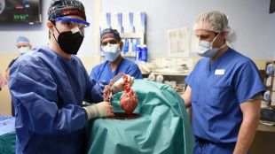 Pig Heart, pig heart transplant to human,