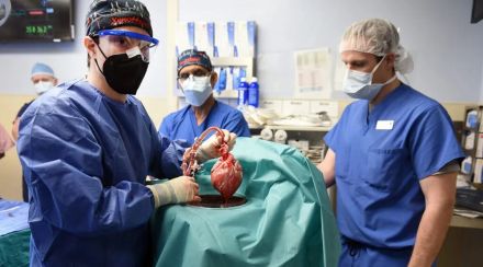 Pig Heart, pig heart transplant to human,