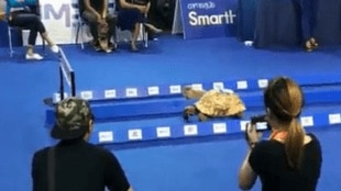 Rabbit_Tortoise