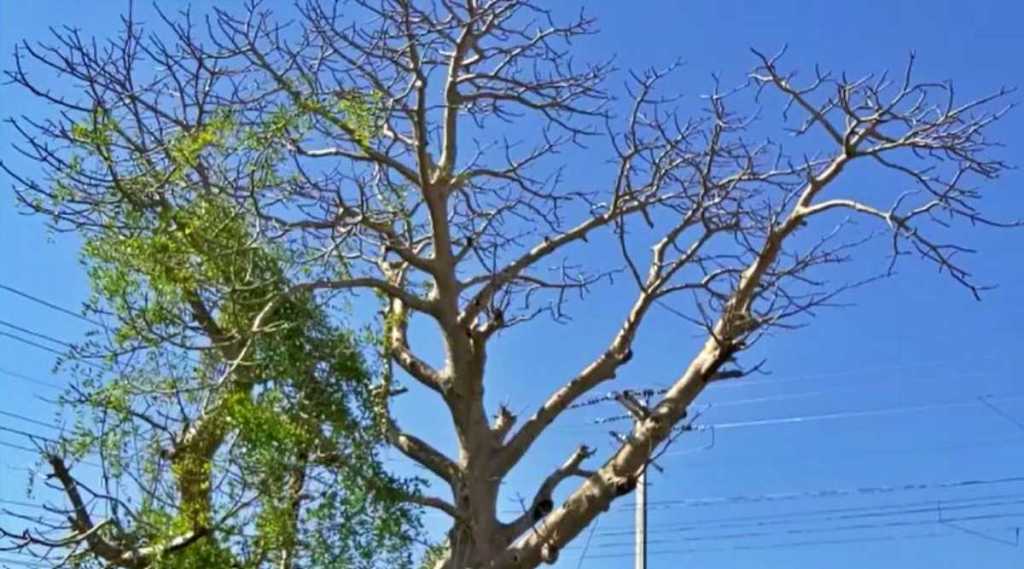 VIDEO: रत्नागिरीत आढळला सुमारे ४०० वर्षांचा आफ्रिकन ‘बाओबाब’ वृक्ष, वाचा काय आहेत वैशिष्ट्ये?