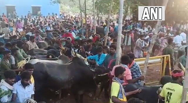 Jallikattu Here is Everything You Need to Know About the Bull Taming Sport played in tamil nadu