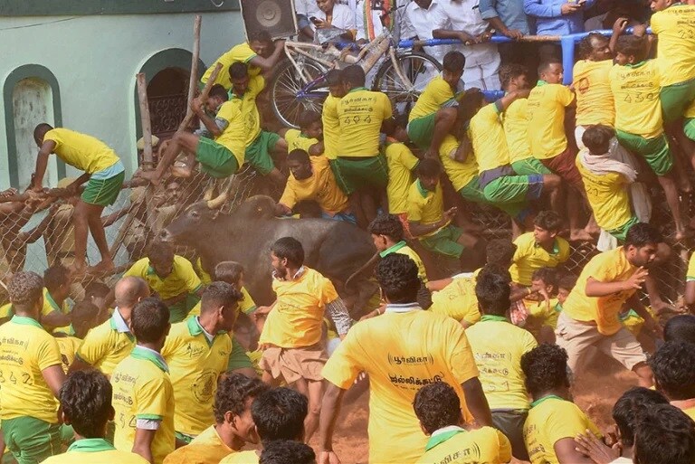 Jallikattu Here is Everything You Need to Know About the Bull Taming Sport played in tamil nadu