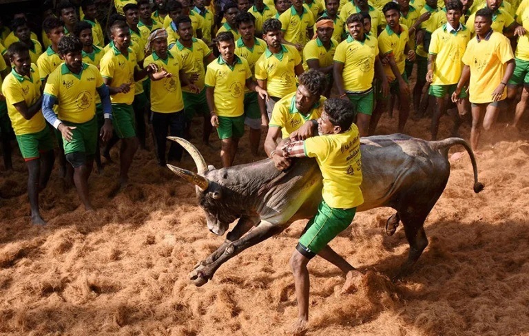 Jallikattu Here is Everything You Need to Know About the Bull Taming Sport played in tamil nadu