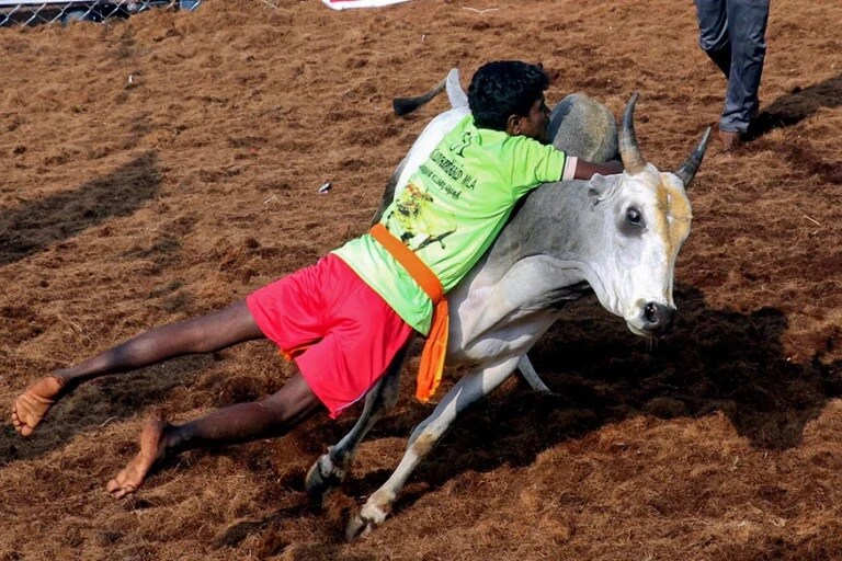 Jallikattu Here is Everything You Need to Know About the Bull Taming Sport played in tamil nadu