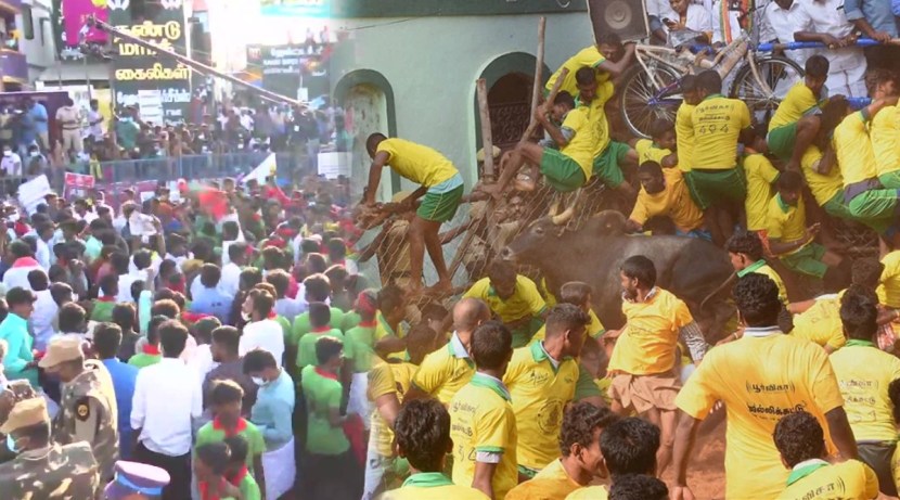 Jallikattu Here is Everything You Need to Know About the Bull Taming Sport played in tamil nadu