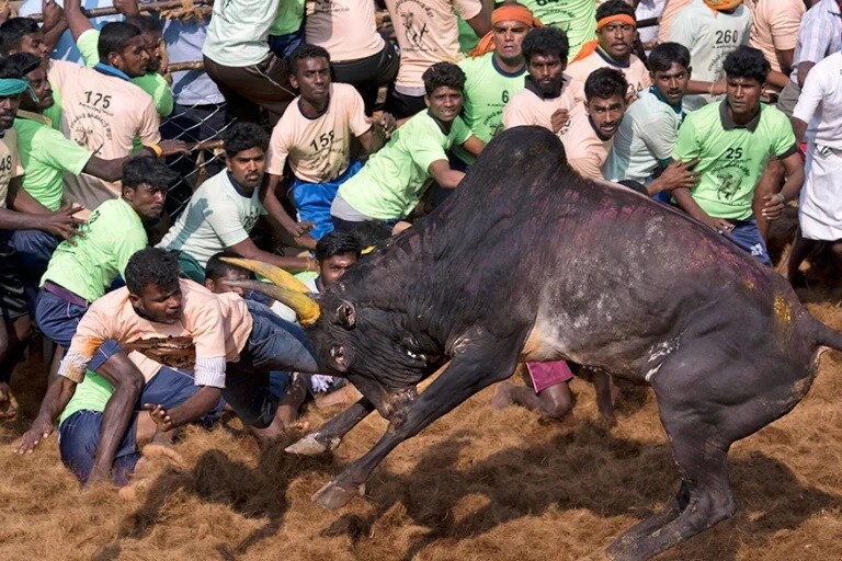 Jallikattu Here is Everything You Need to Know About the Bull Taming Sport played in tamil nadu