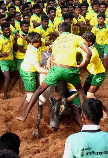Jallikattu Here is Everything You Need to Know About the Bull Taming Sport played in tamil nadu