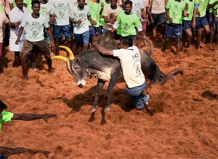 Jallikattu Here is Everything You Need to Know About the Bull Taming Sport played in tamil nadu