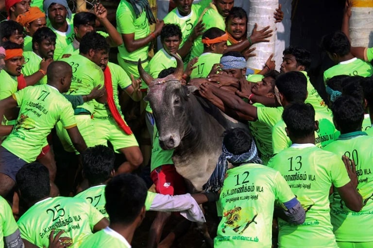 Jallikattu Here is Everything You Need to Know About the Bull Taming Sport played in tamil nadu