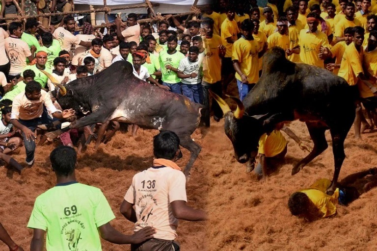 Jallikattu Here is Everything You Need to Know About the Bull Taming Sport played in tamil nadu