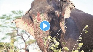 Toll tax Collection by Elephant