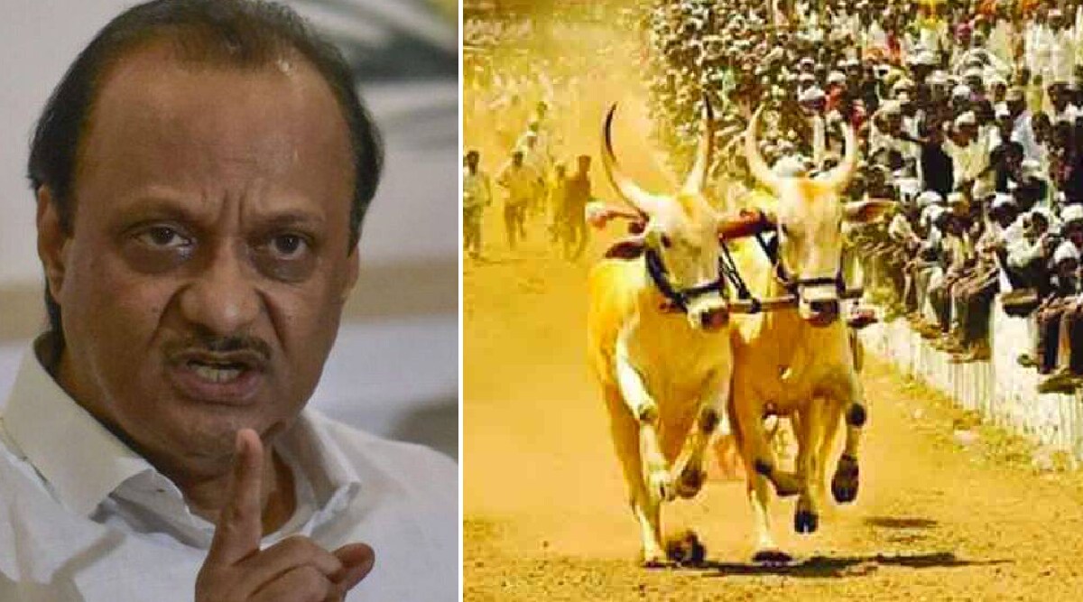 ajit pawar on bullock cart race