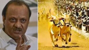 ajit pawar on bullock cart race