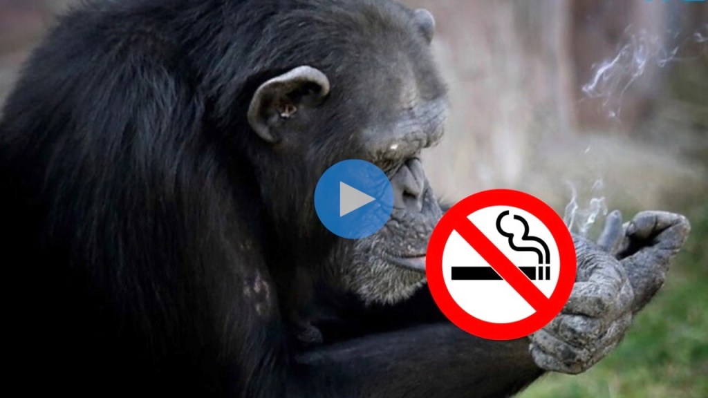 chimpanzee smoking 40 cigarettes