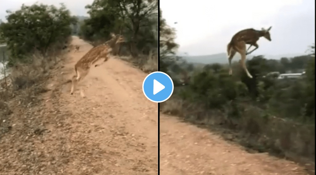 deer viral video