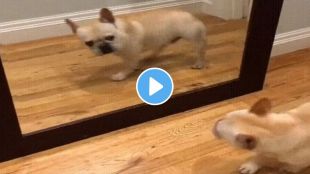 dog funny viral video