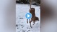 dog in snow viral video