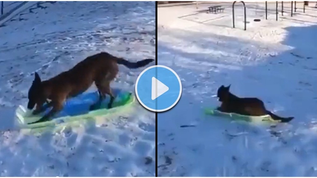 dog is skating